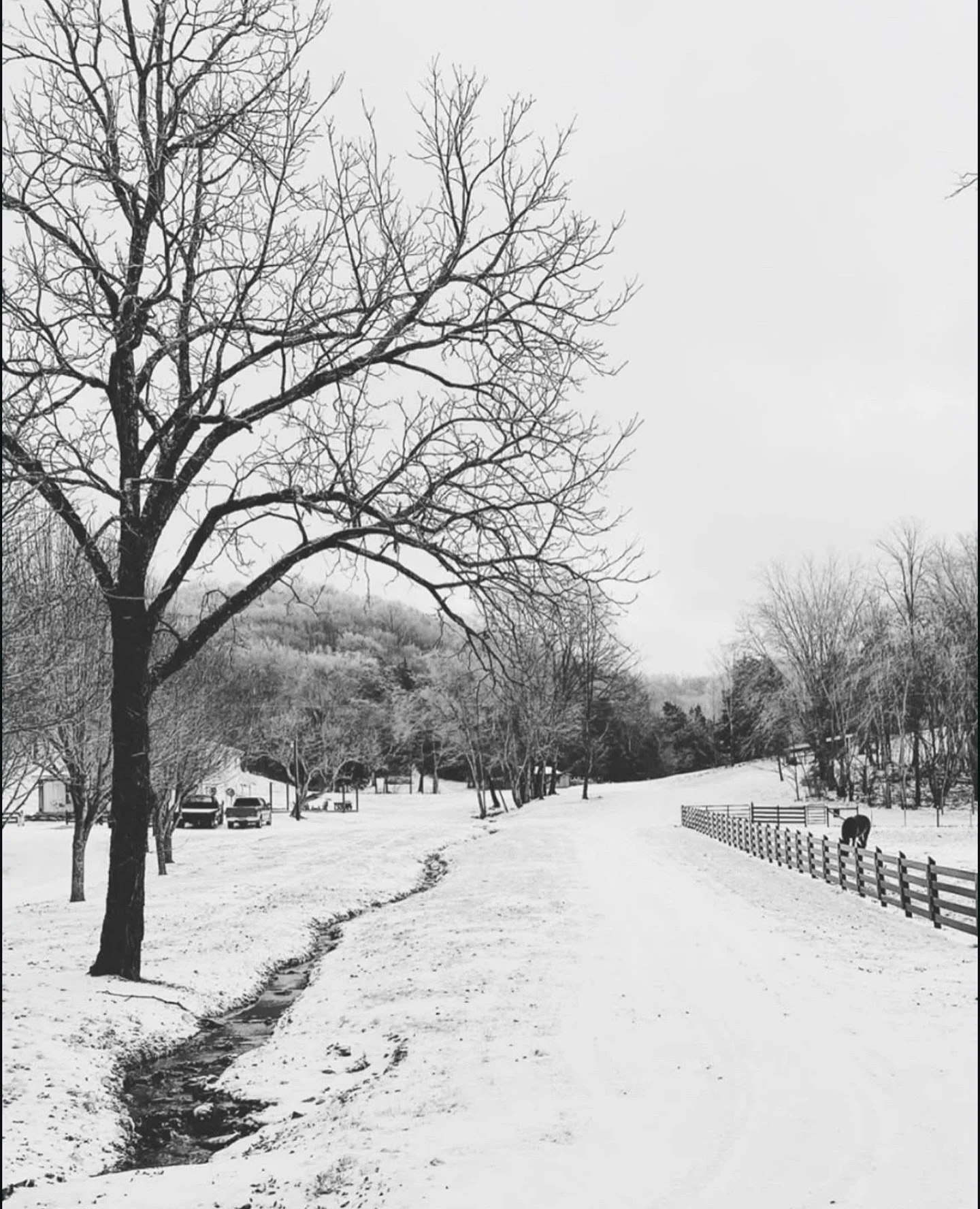 When snow comes to Middle Tennessee, everything feels a little more sacred. Here&rsquo;s to hoping for quiet mornings, afternoons spent building snowmen and sledding, and homes wrapped in white this weekend! ❄️🤍 

📍@foldedhillsfamilyfarm

#HouseAnd