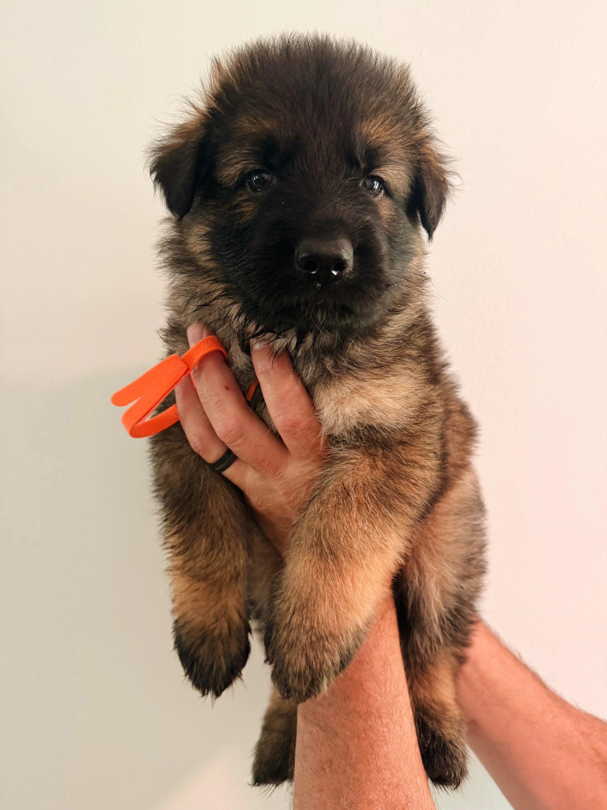 ORANGE MALE