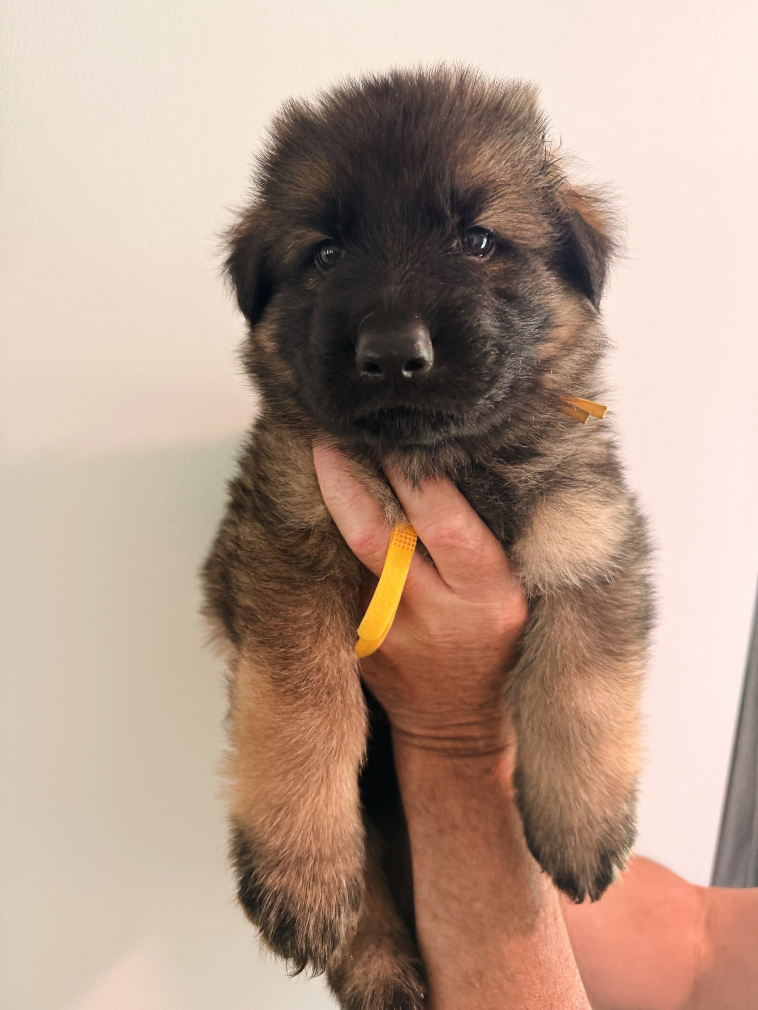 YELLOW MALE