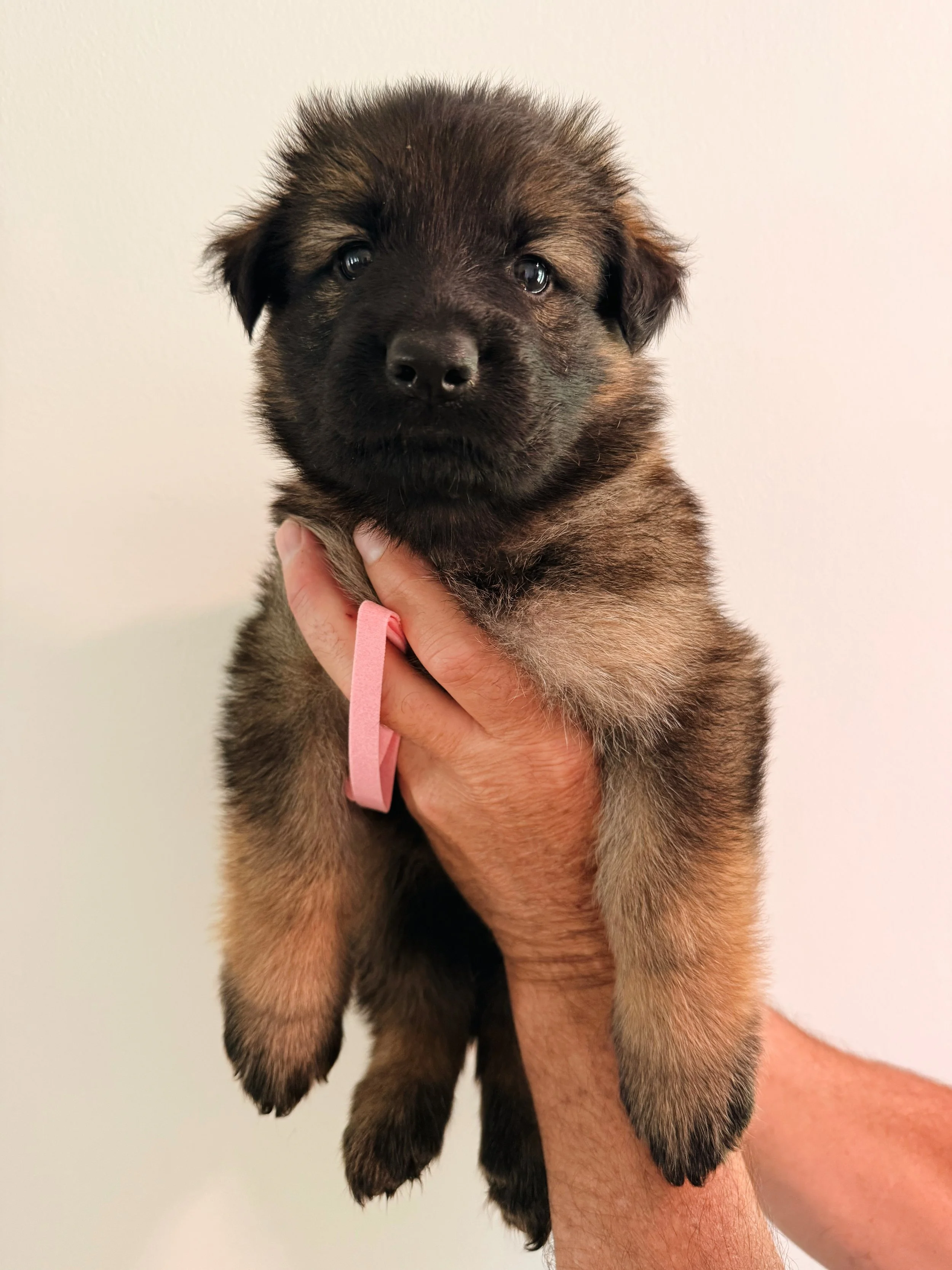 DUSTY ROSE FEMALE