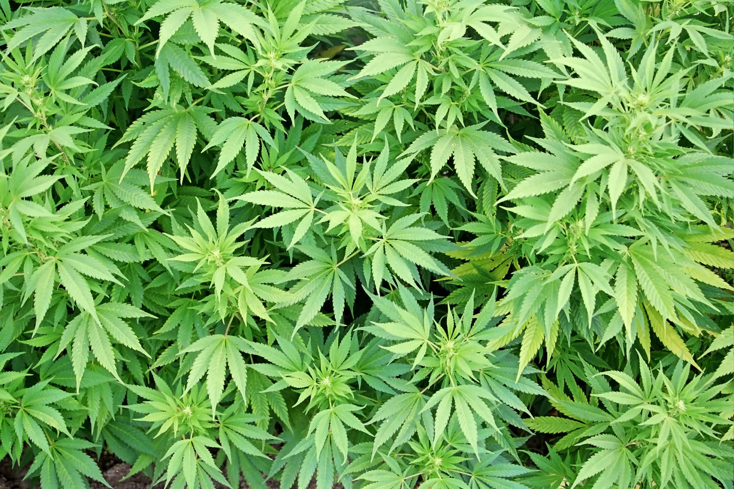 Imagen vía CannaBiz Journal 