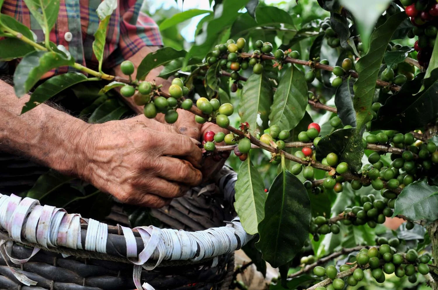 La travesía del café: emprendimiento mexicano