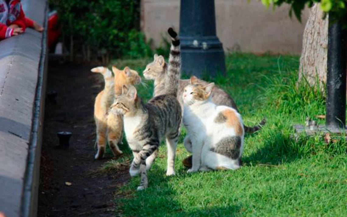 gatos-supersticiones.jpg