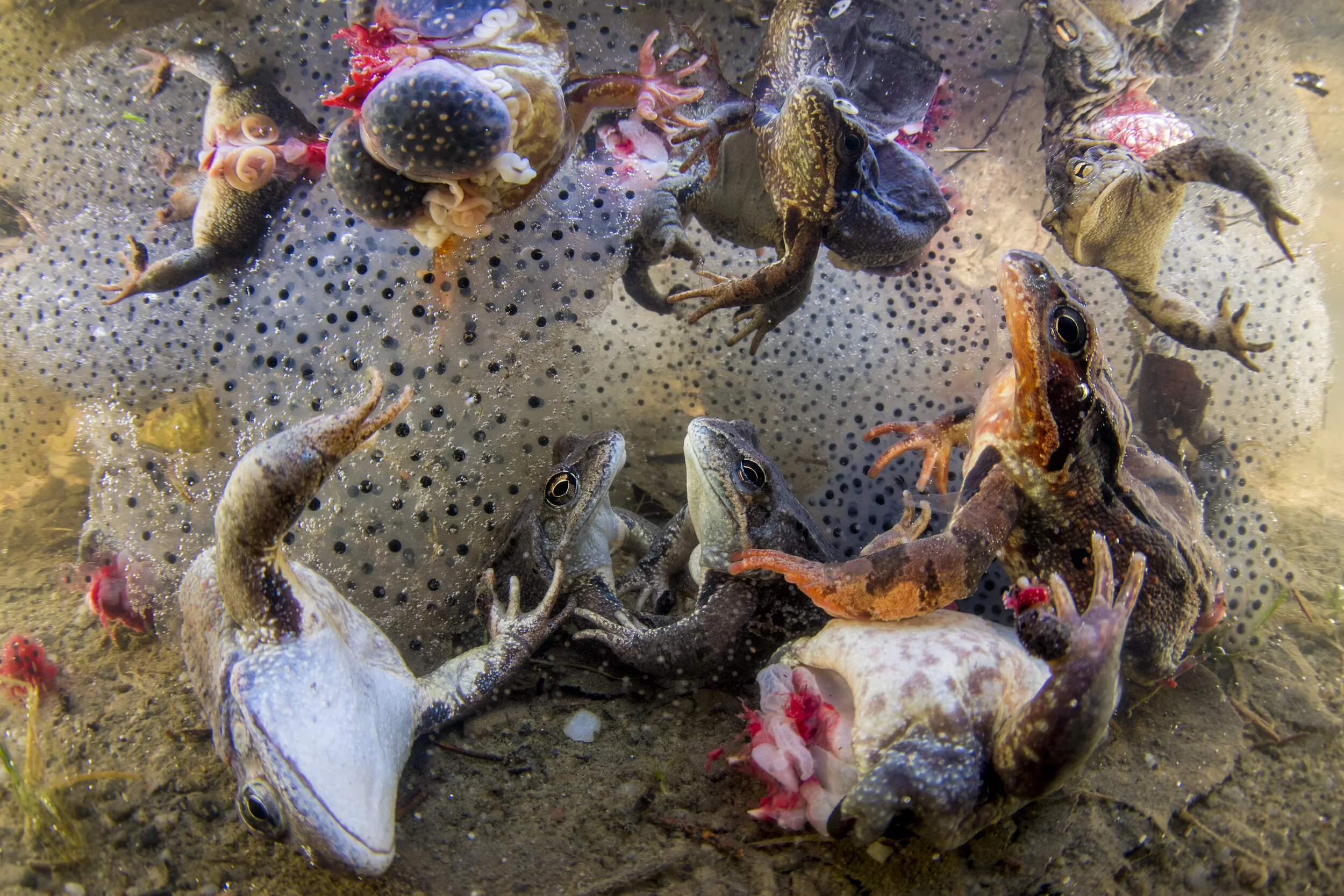© Bence Máté , Harvesting Frogs’ Legs / World Press Photo 2019.