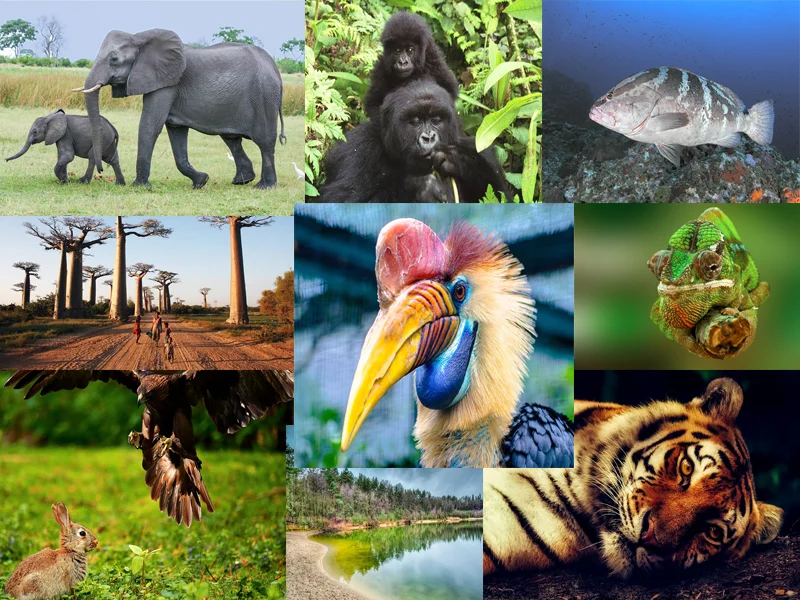 Biodiversidad” con Fedro Guillén — IBERO 90.9