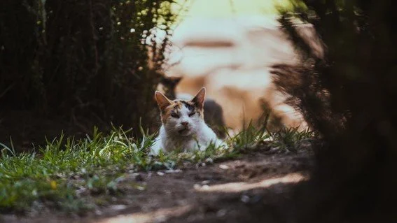 Sí hay presupuesto para los gatos, los otros inquilinos de Palacio Nacional