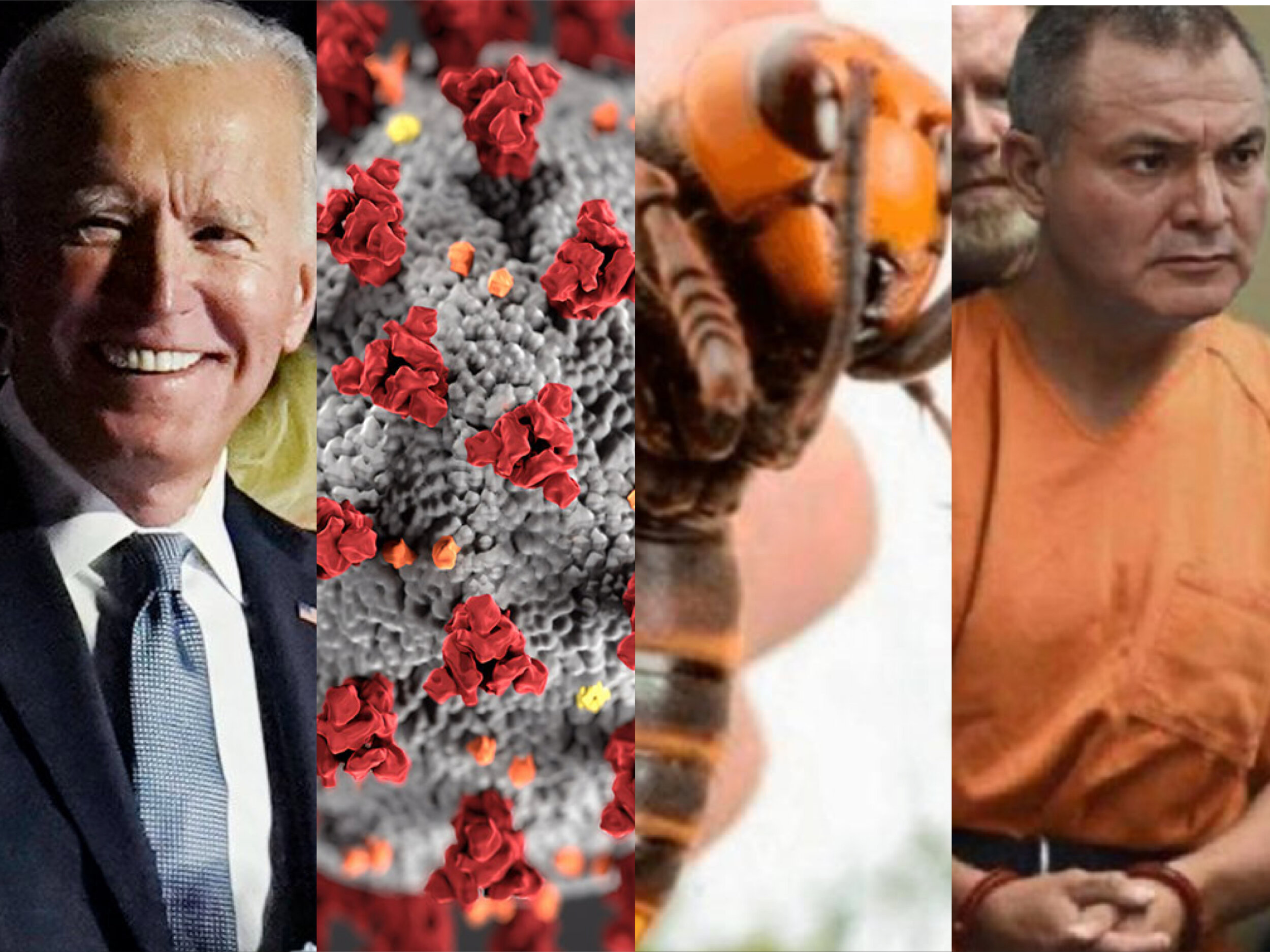 Coronavirus, avispones asesinos y koalas: 9 sucesos que narran el 2020