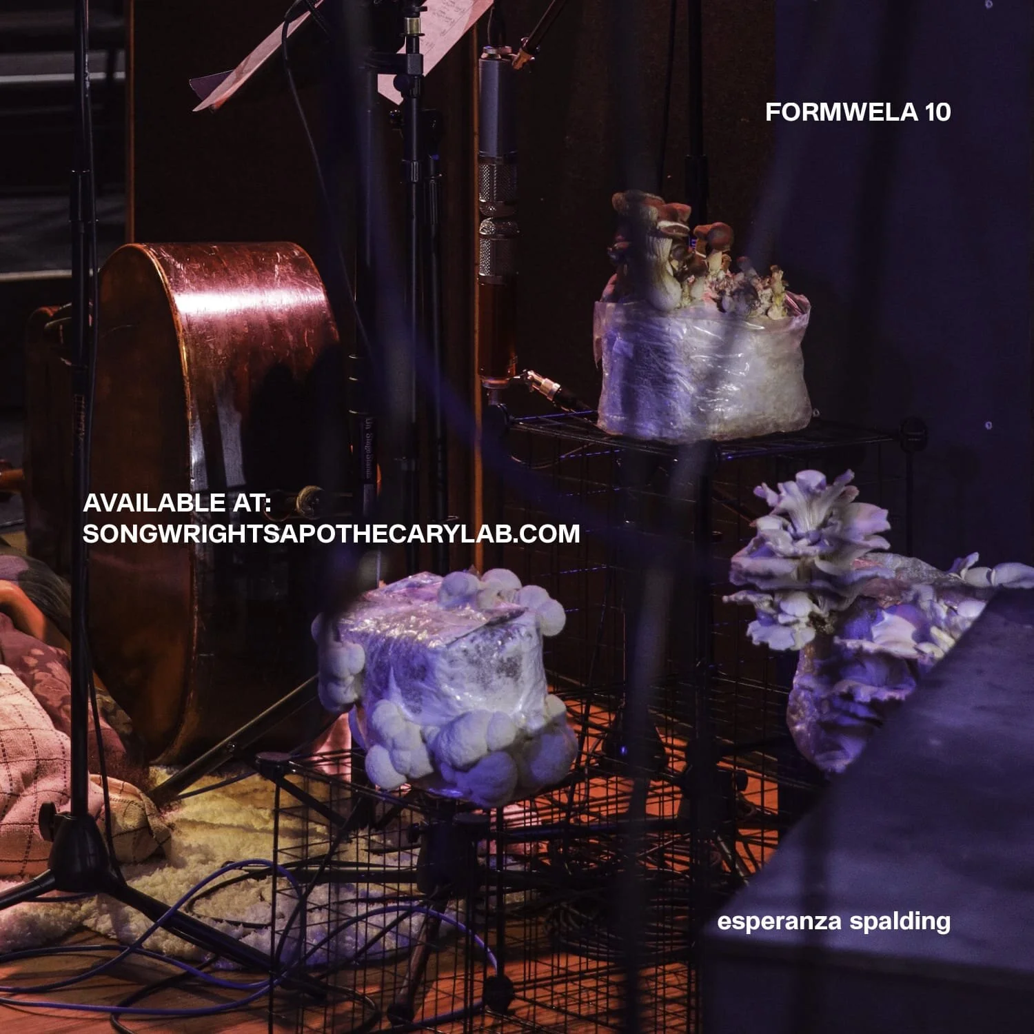 Foto: Twitter Esperanza Spalding