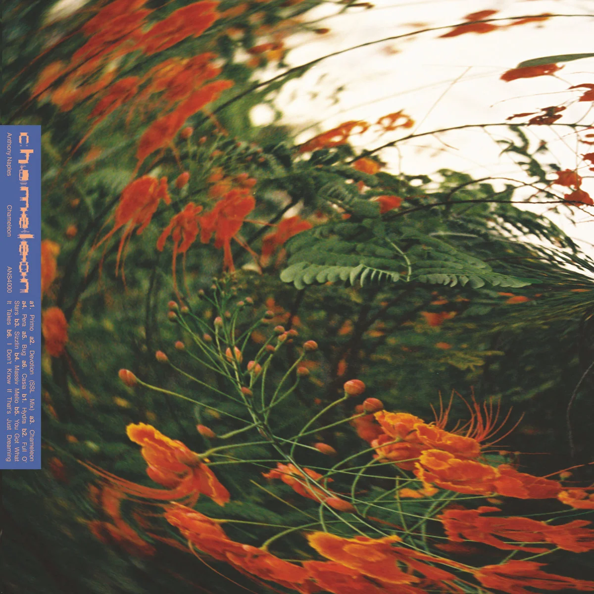 Foto: Bandcamp Chameleon