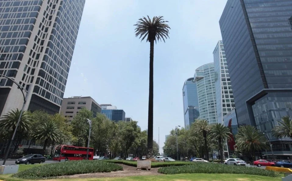 ¡Adiós, Palma de Reforma! Te traemos 5 acontecimientos para recordarla