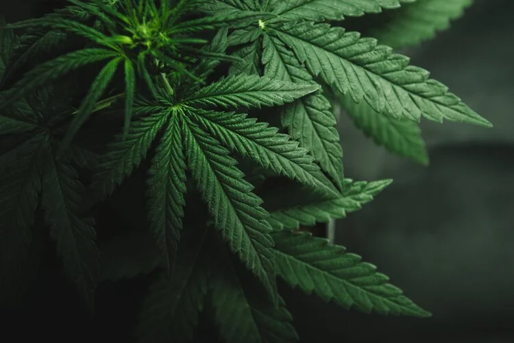 "No hay consumo de marihuana sin posesión por lo tanto no hay libre personalidad": MUCD