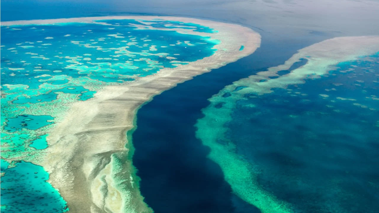 Incremento de coral en la Gran Barrera de Arrecifes australiana en peligro por cambio climático