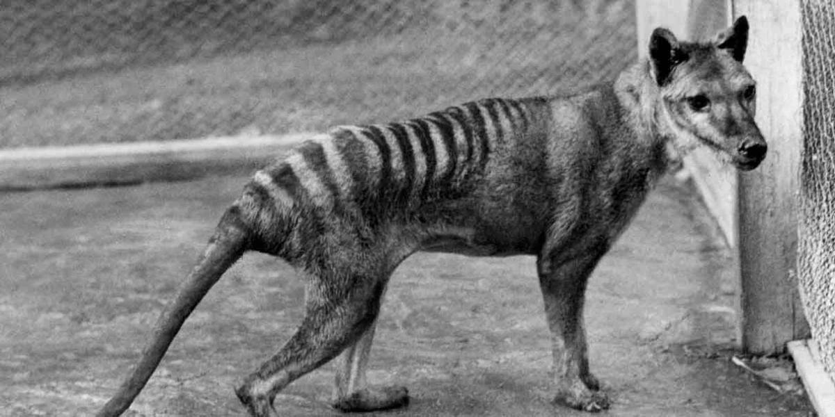 ¿Te imaginas revivir al tigre de Tasmania? Científicos buscan hacerlo genéticamente