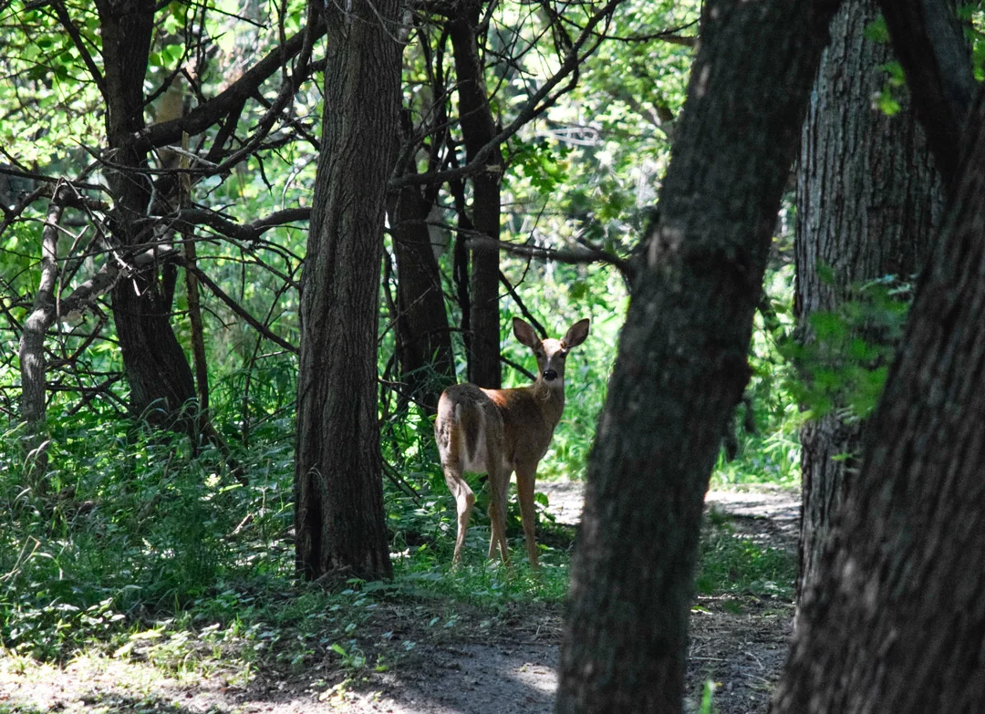 Deer Campground Akron.jpg