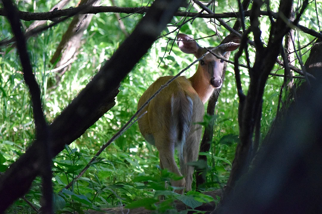 Deer at Lazy H Campground Akron.jpg
