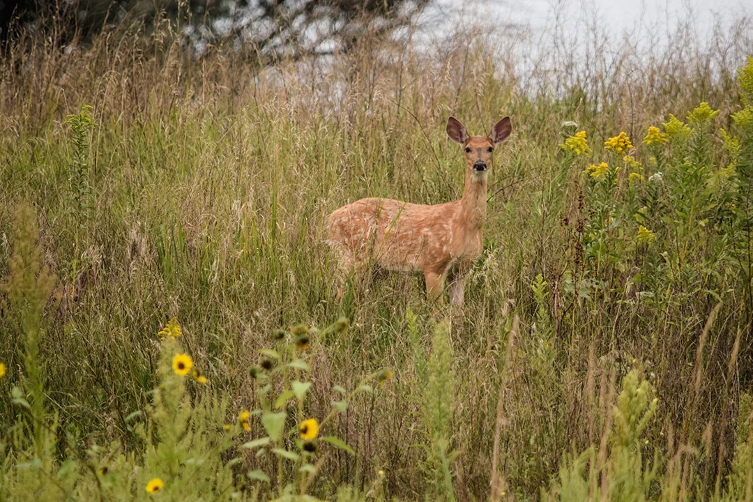 Deer in Field Lazy H Campground Akron.jpg