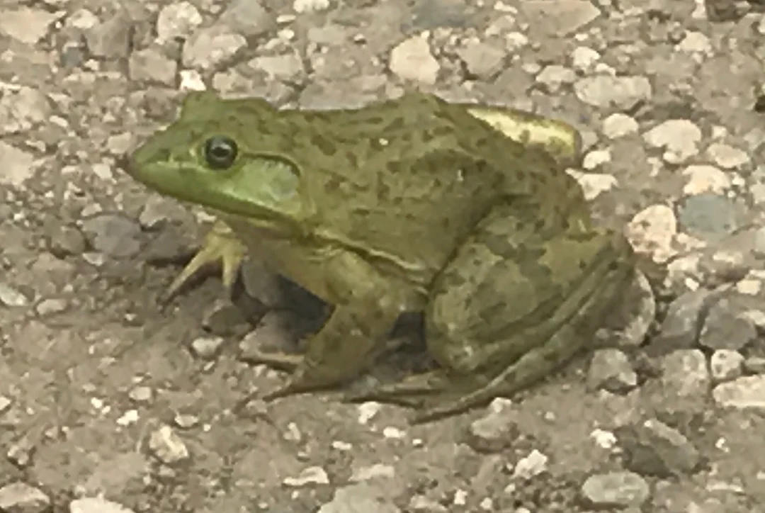 Frog Lazy H Campground Akron.jpg