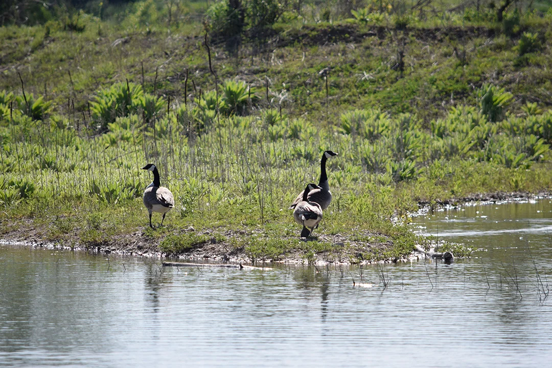 Geese Lazy H Campground Akron.jpg