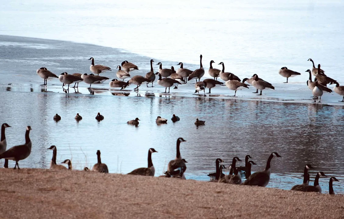 Geese Ducks