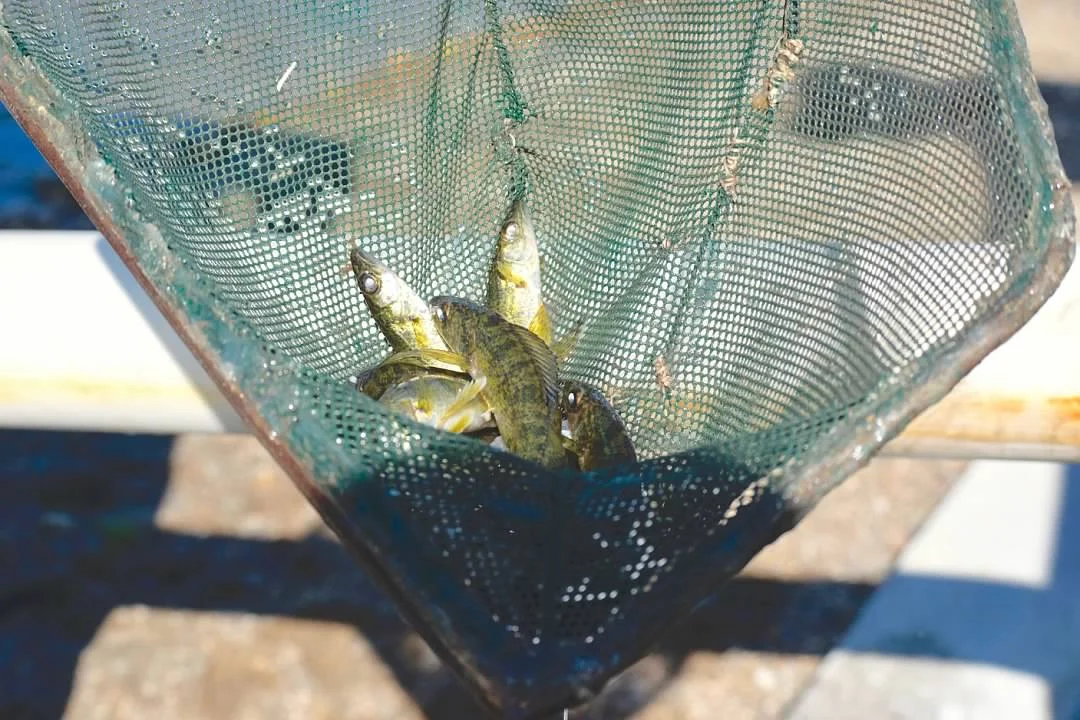 New Walleye