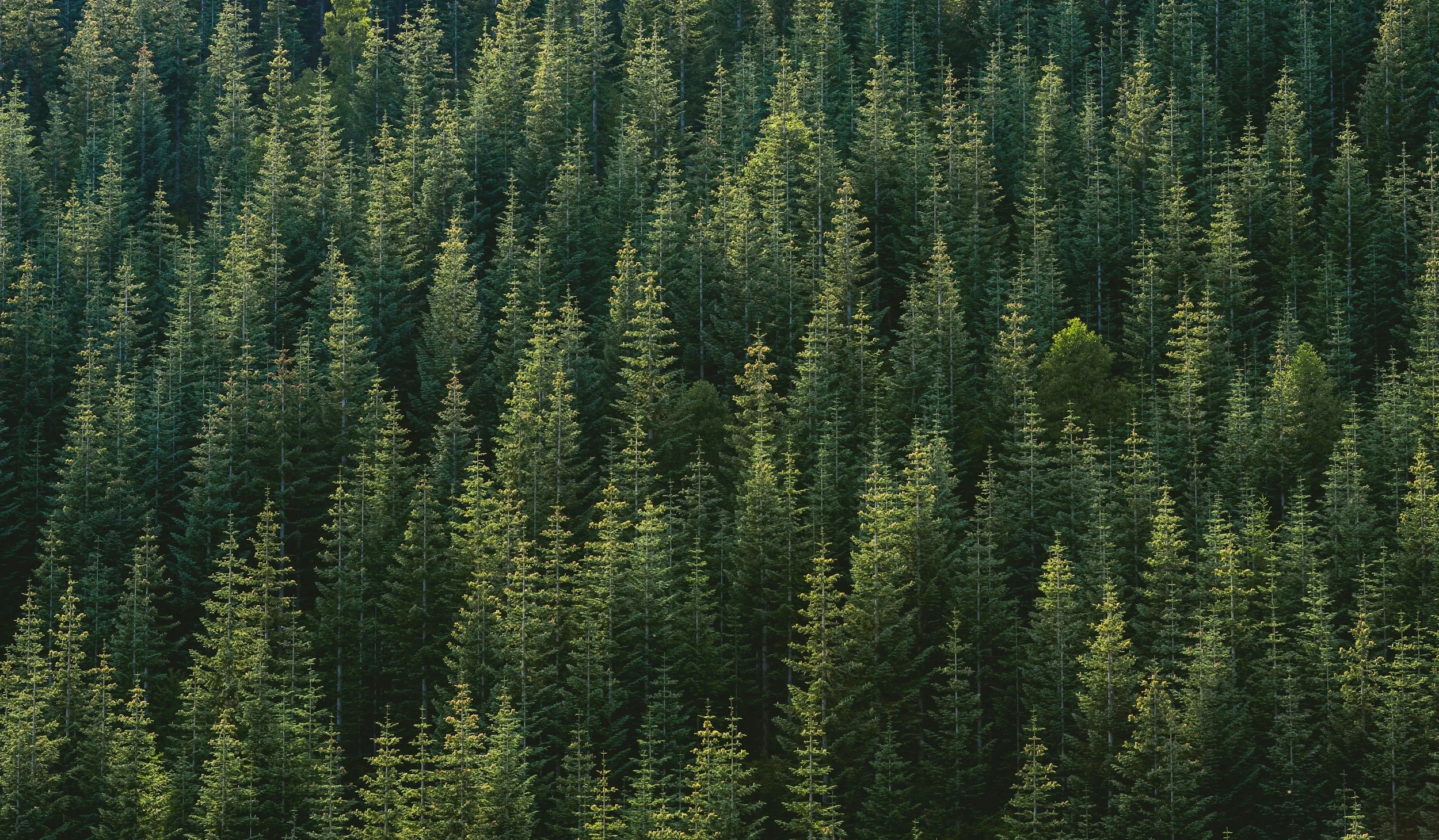 unsplash-image-50bzI1F6urA.jpg