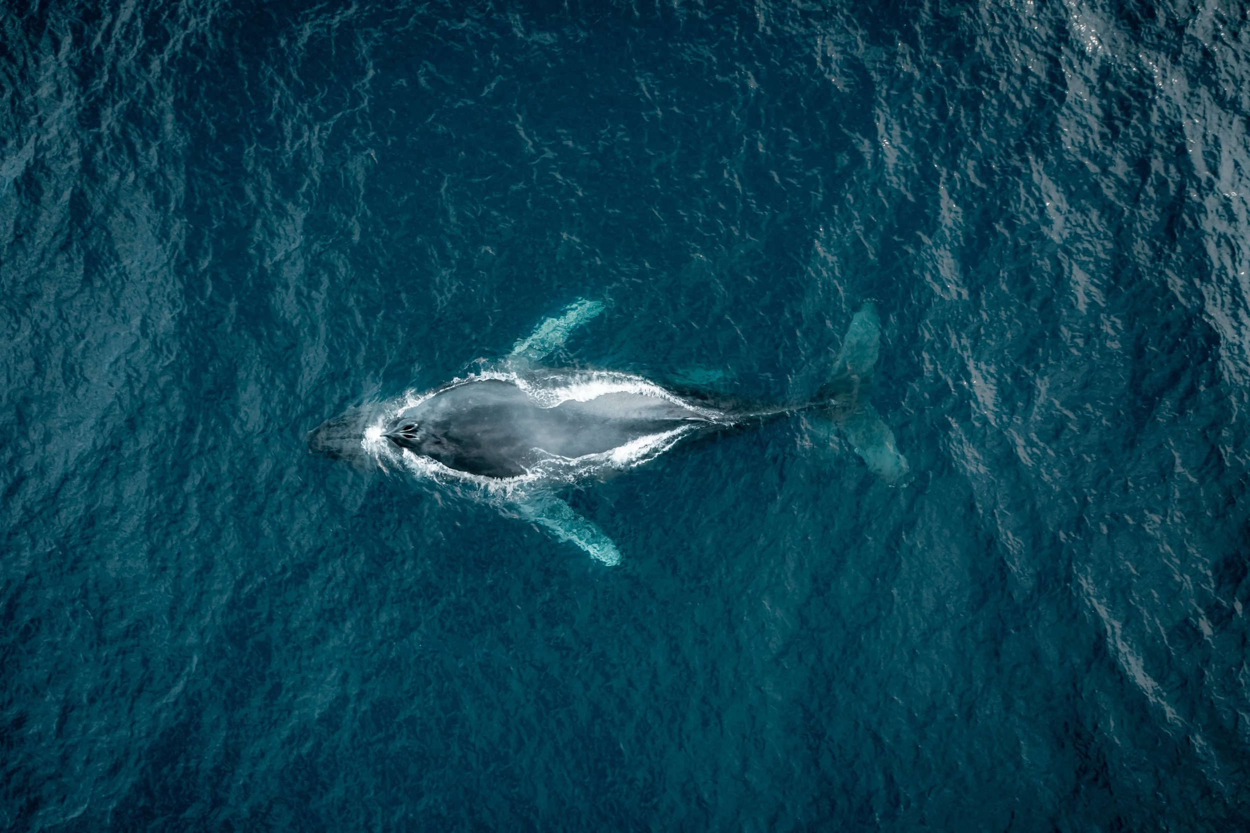 DJI_0202.JPG