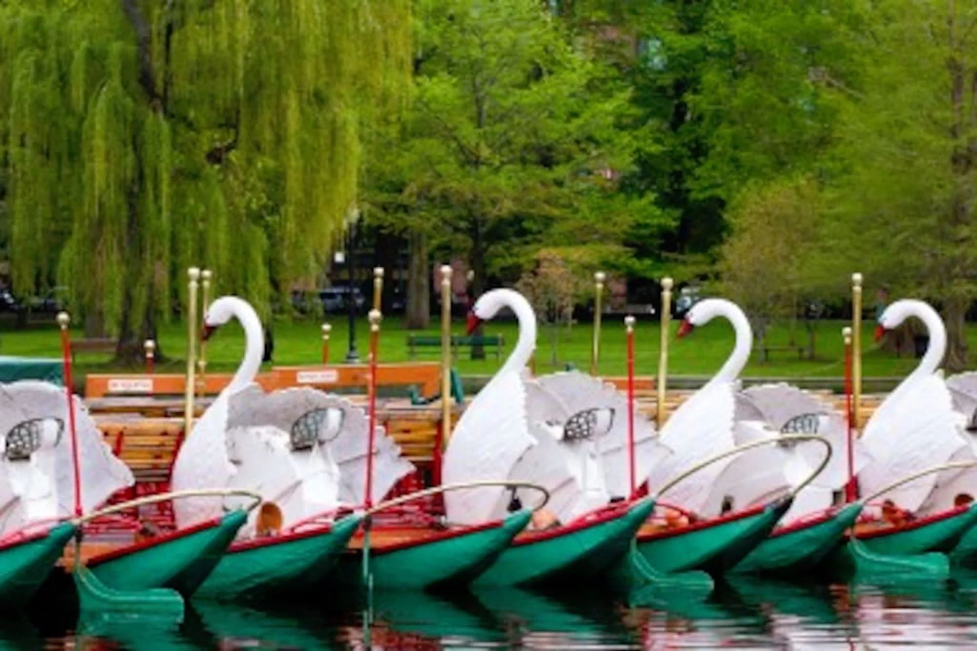 Myrtle Unit 2 Swan (002).jpg