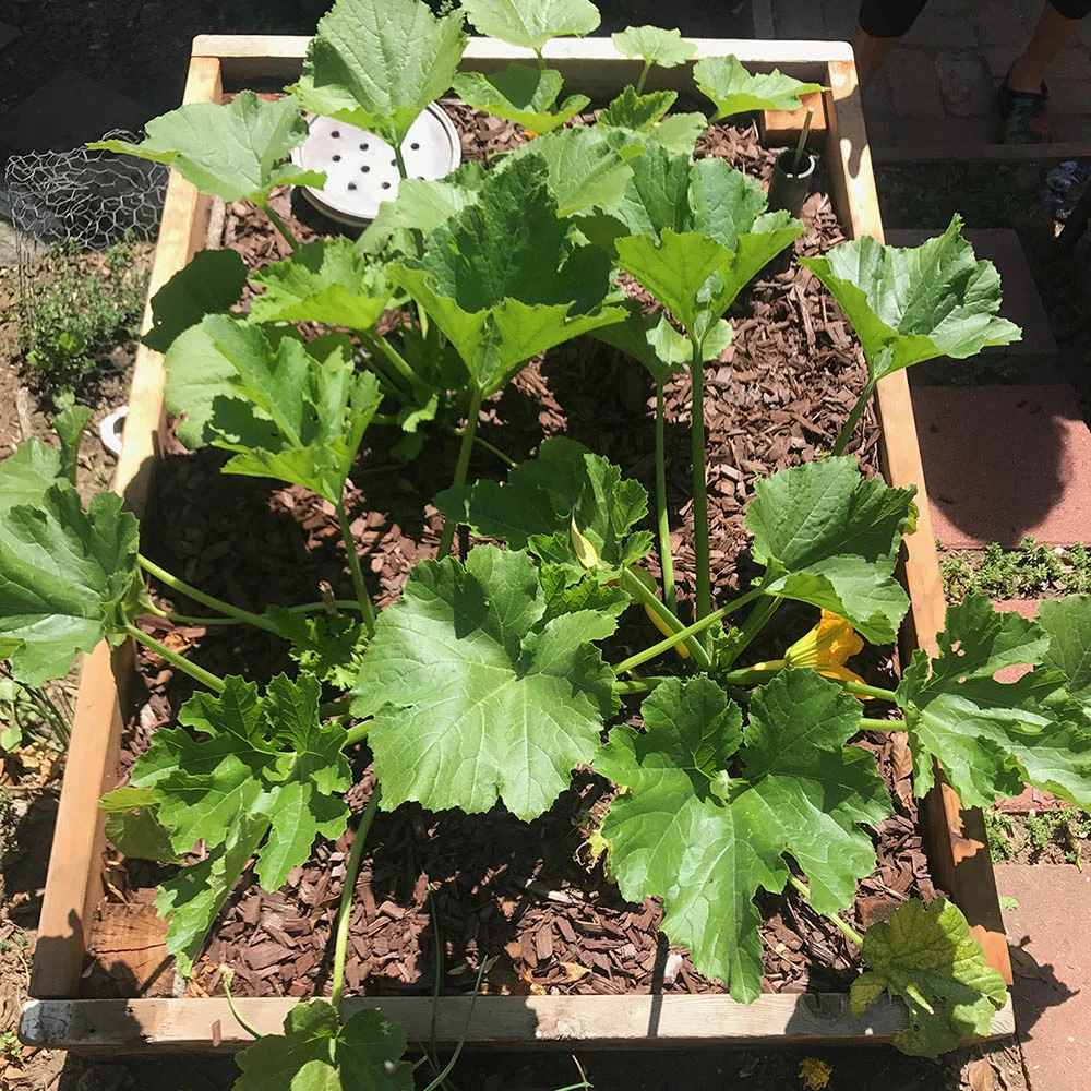 Sub-irrigated Raised Beds   Sub-irrigated raised beds were built to save water and efficiently grow organic vegetables.  Water is wicked up through the dirt from below and overflow water drains out through a tube in the side of the planter.   This