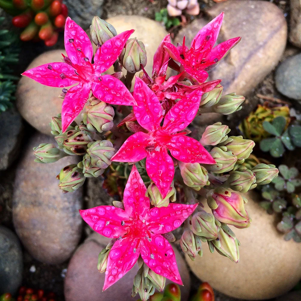 Flowering succulents