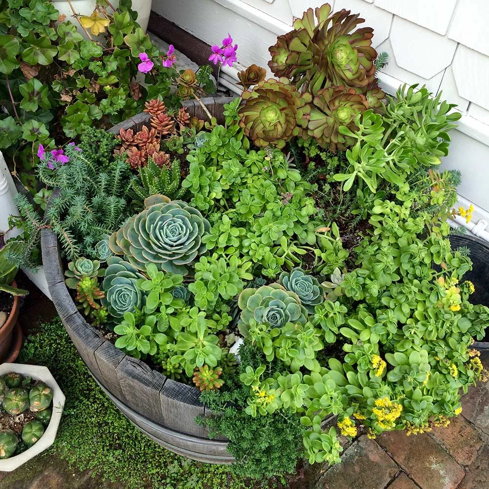 Succulents thrive in an old wine barrel repurposed as a planter.