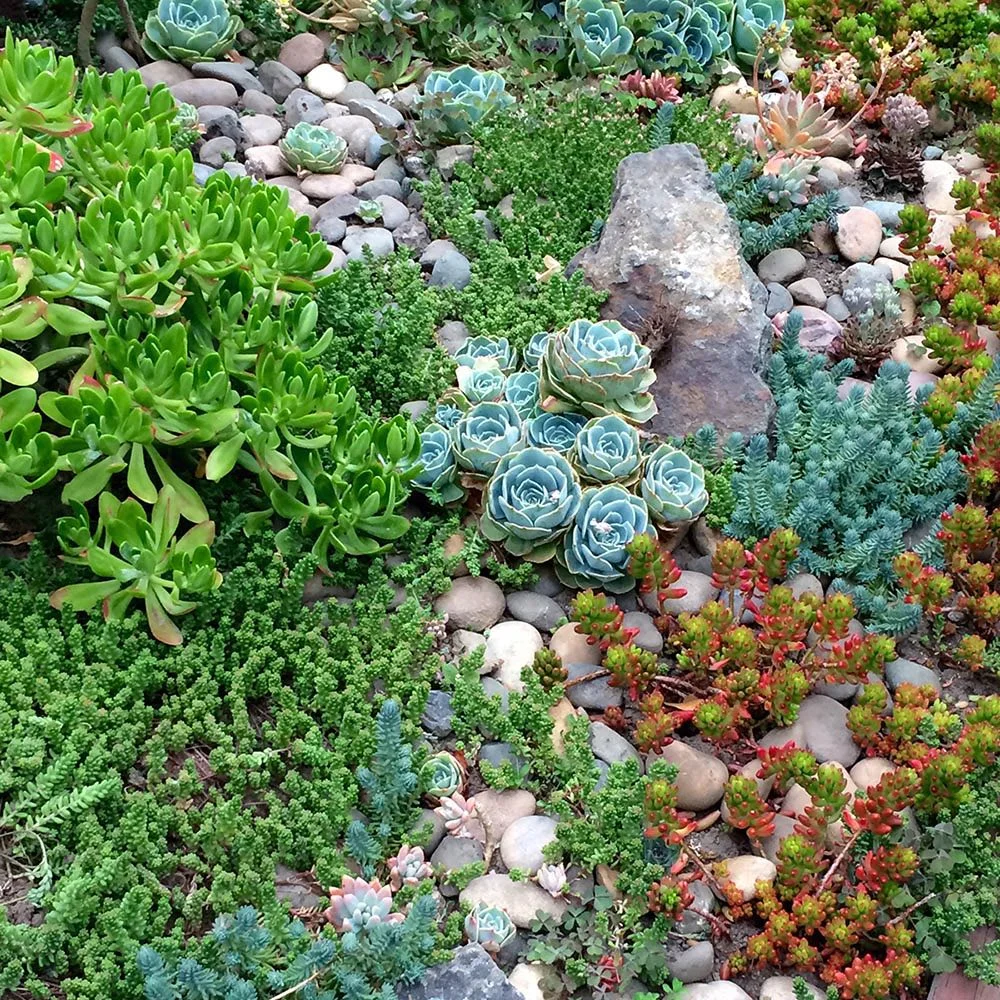 Succulents_2.jpg