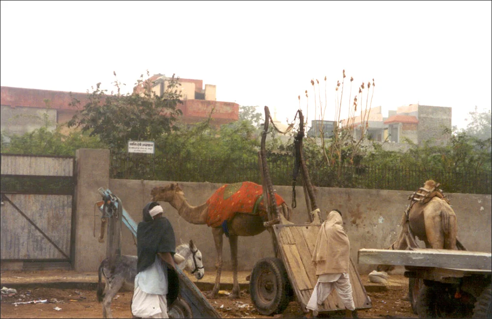 Camel stop across the street