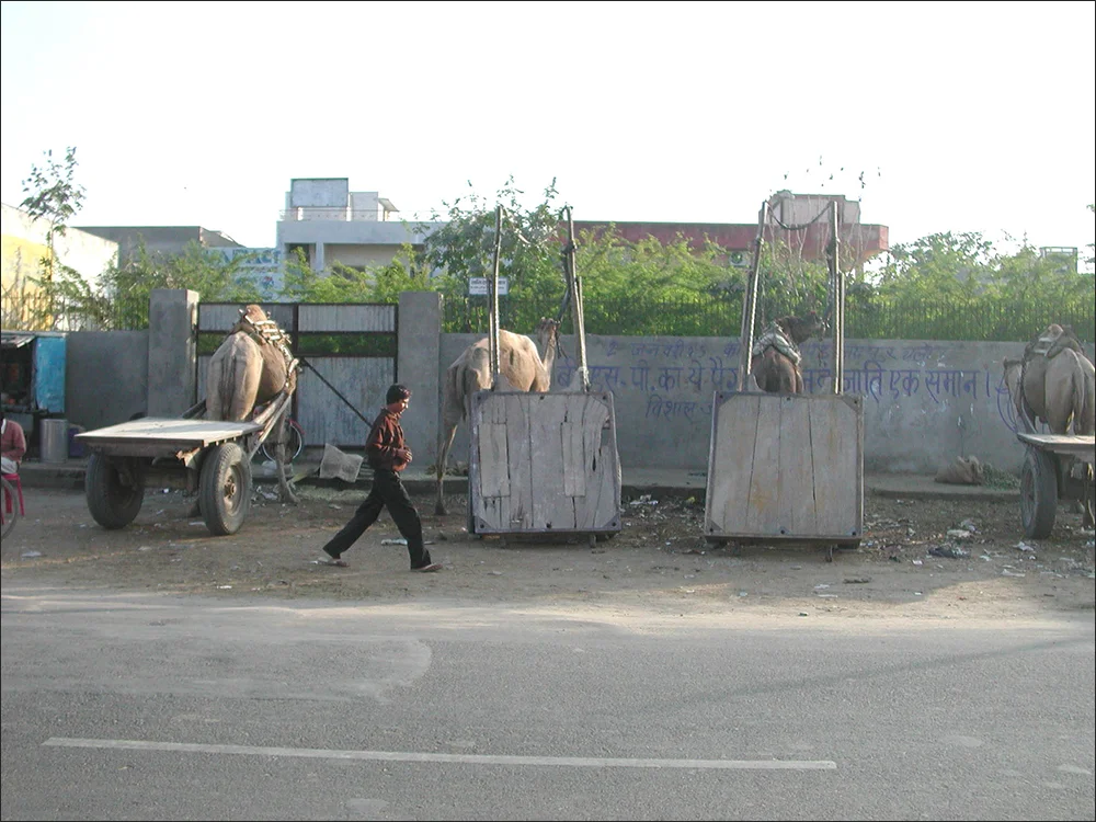Camel stop across the street