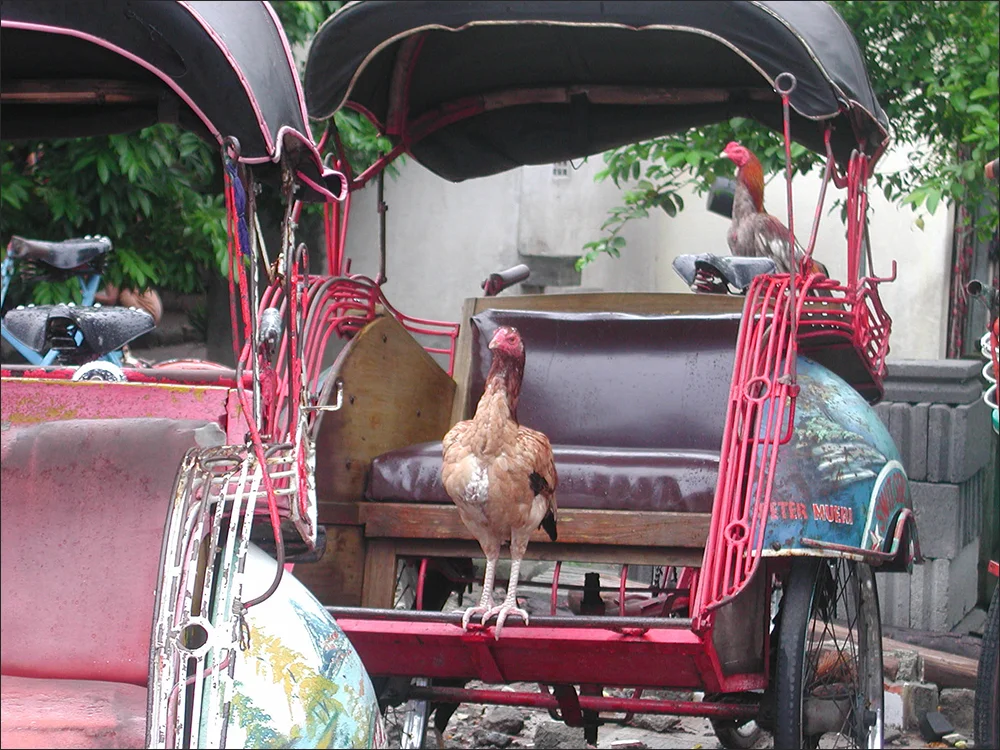 roosters-on-beceks.jpg