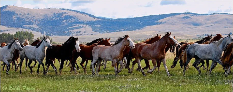Wild horses, Montana