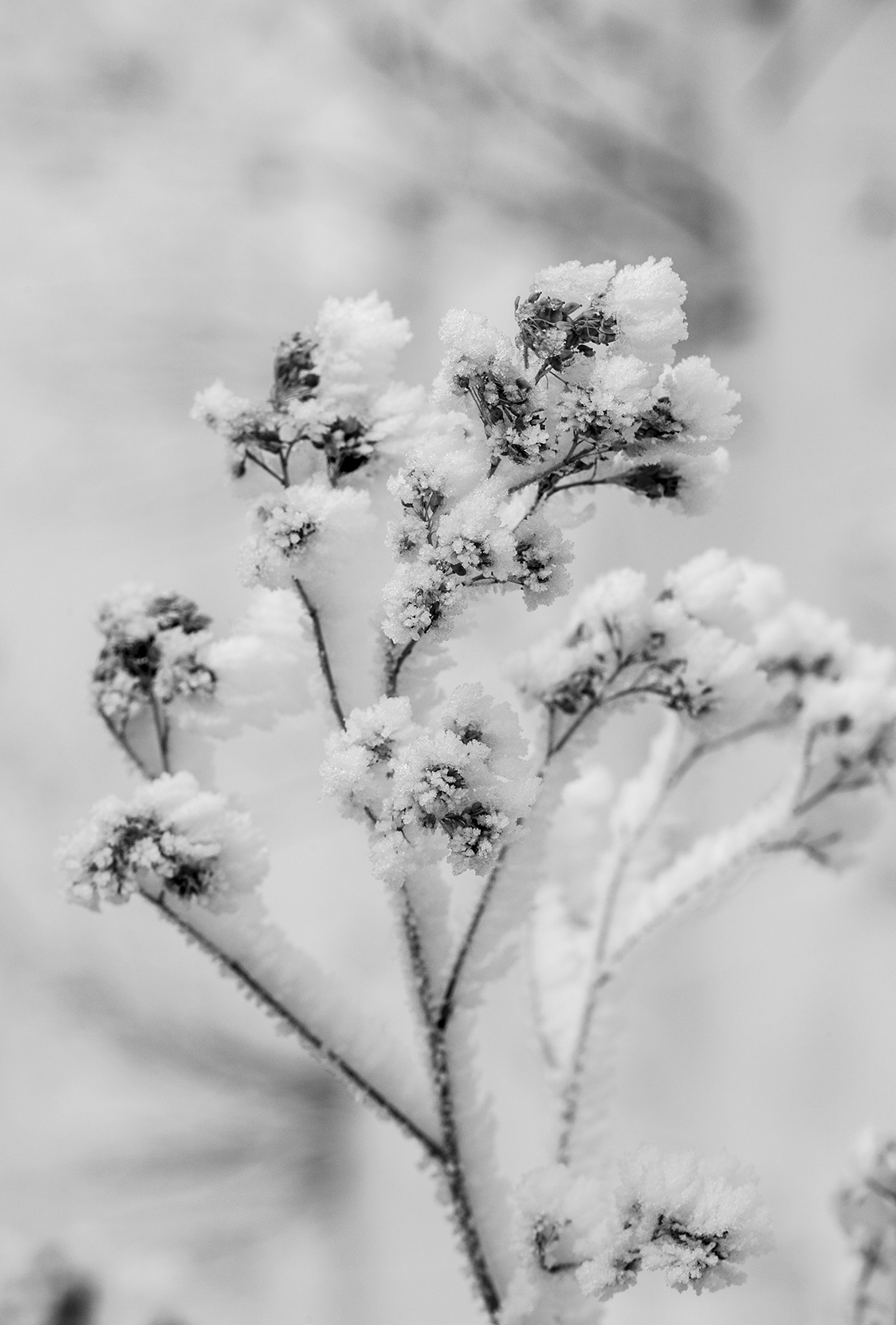 frostedflowerweb.jpg