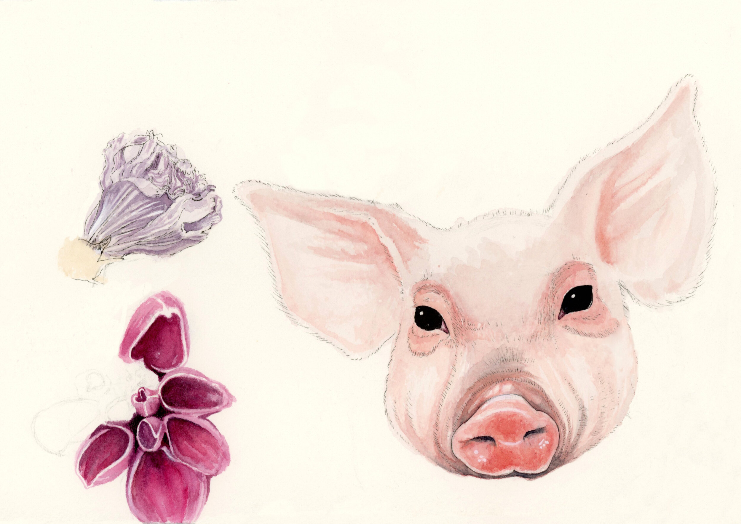 Flowers and Pig