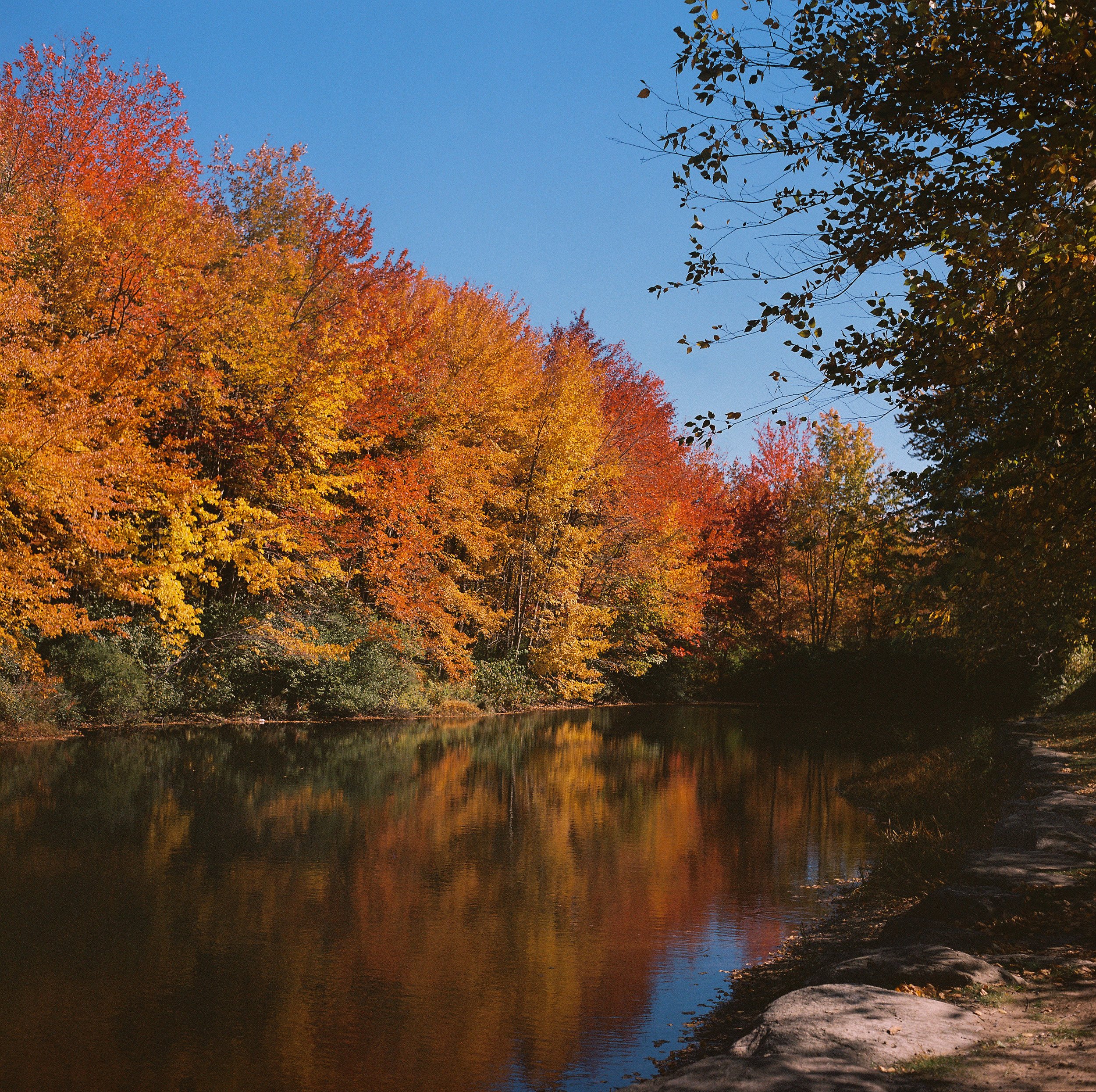 autumn leaves