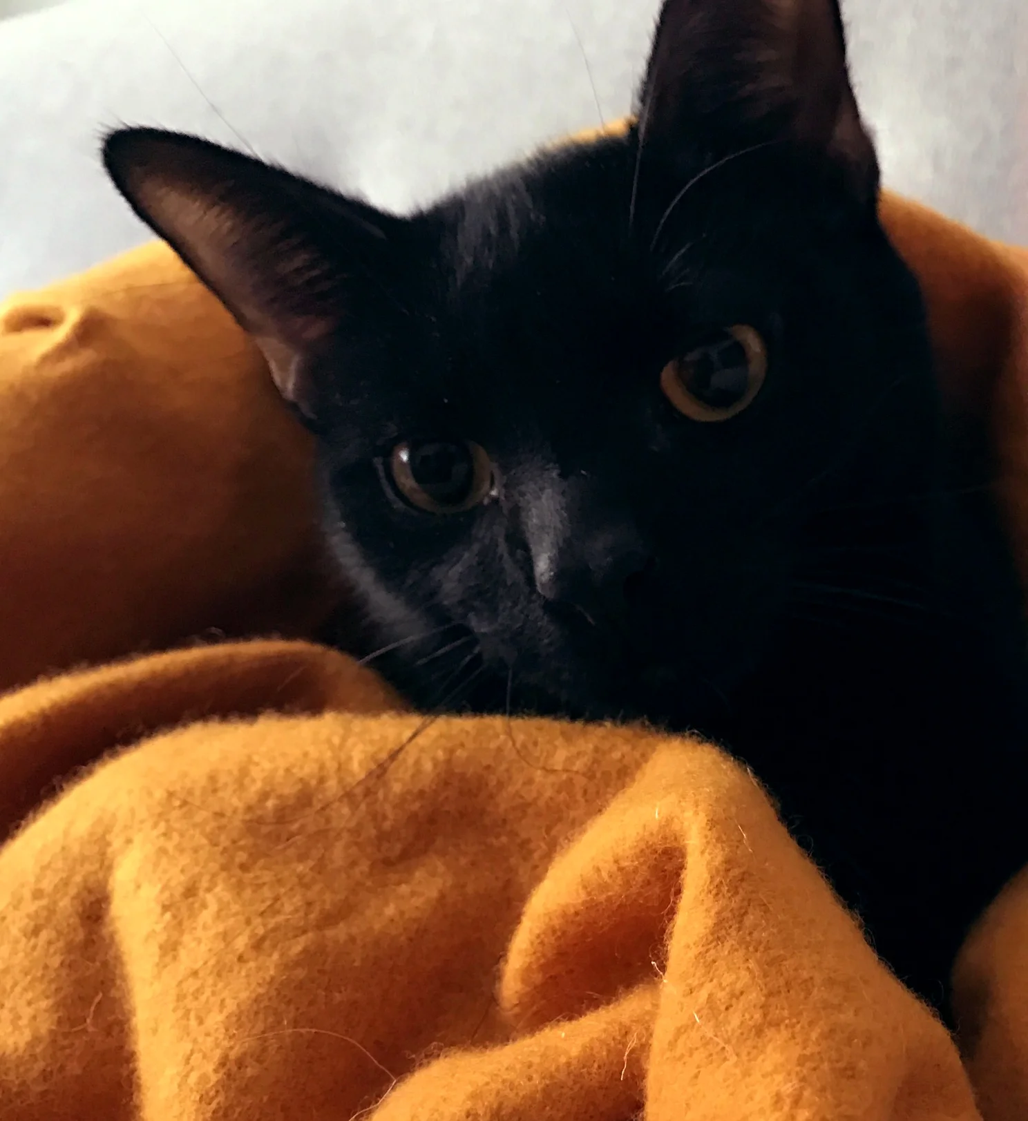 Studio assistant - Gwyn, Lord of Cinder
