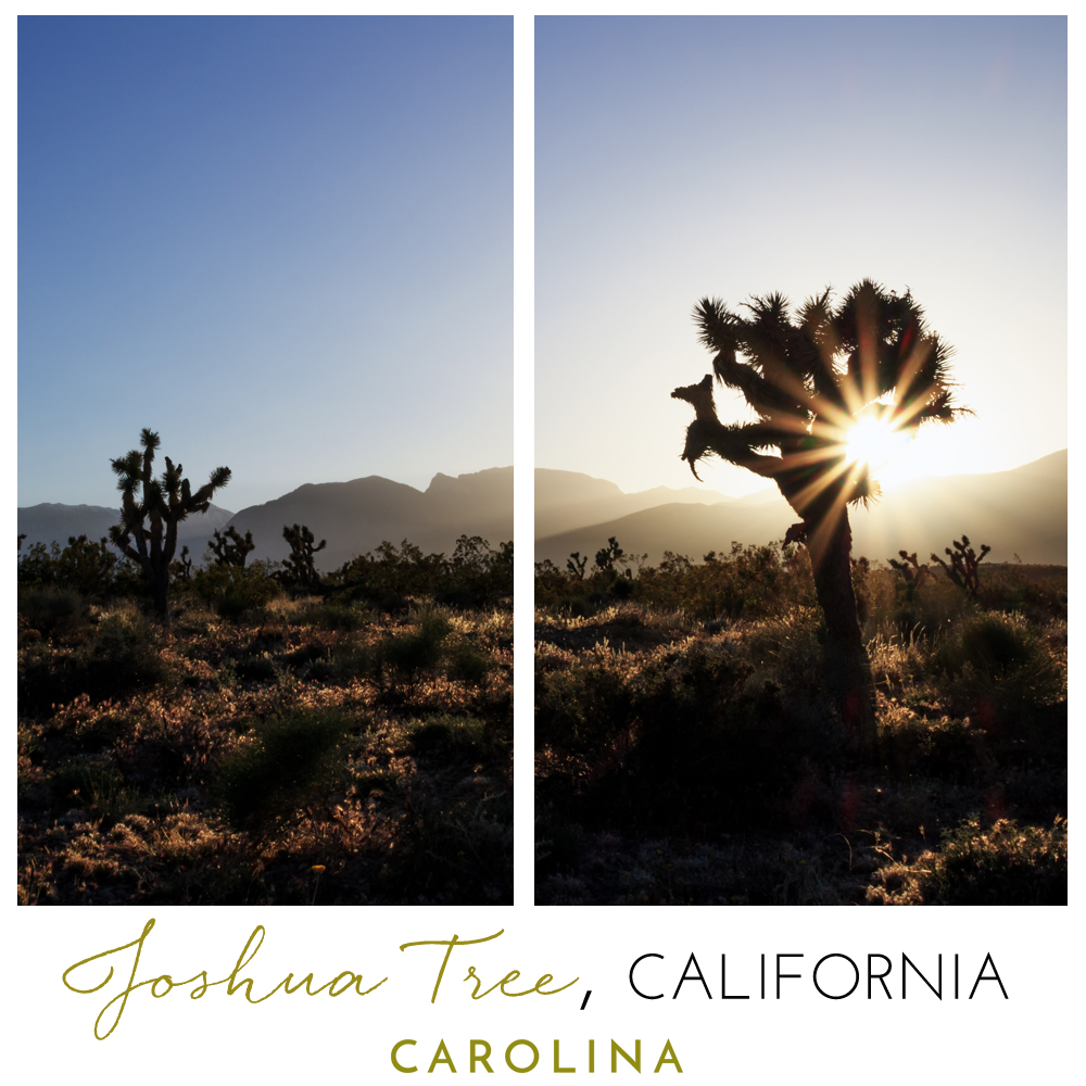 A Joshua Tree Instagram post for Carolina Boutique clothing brand in Mill Valley, California.