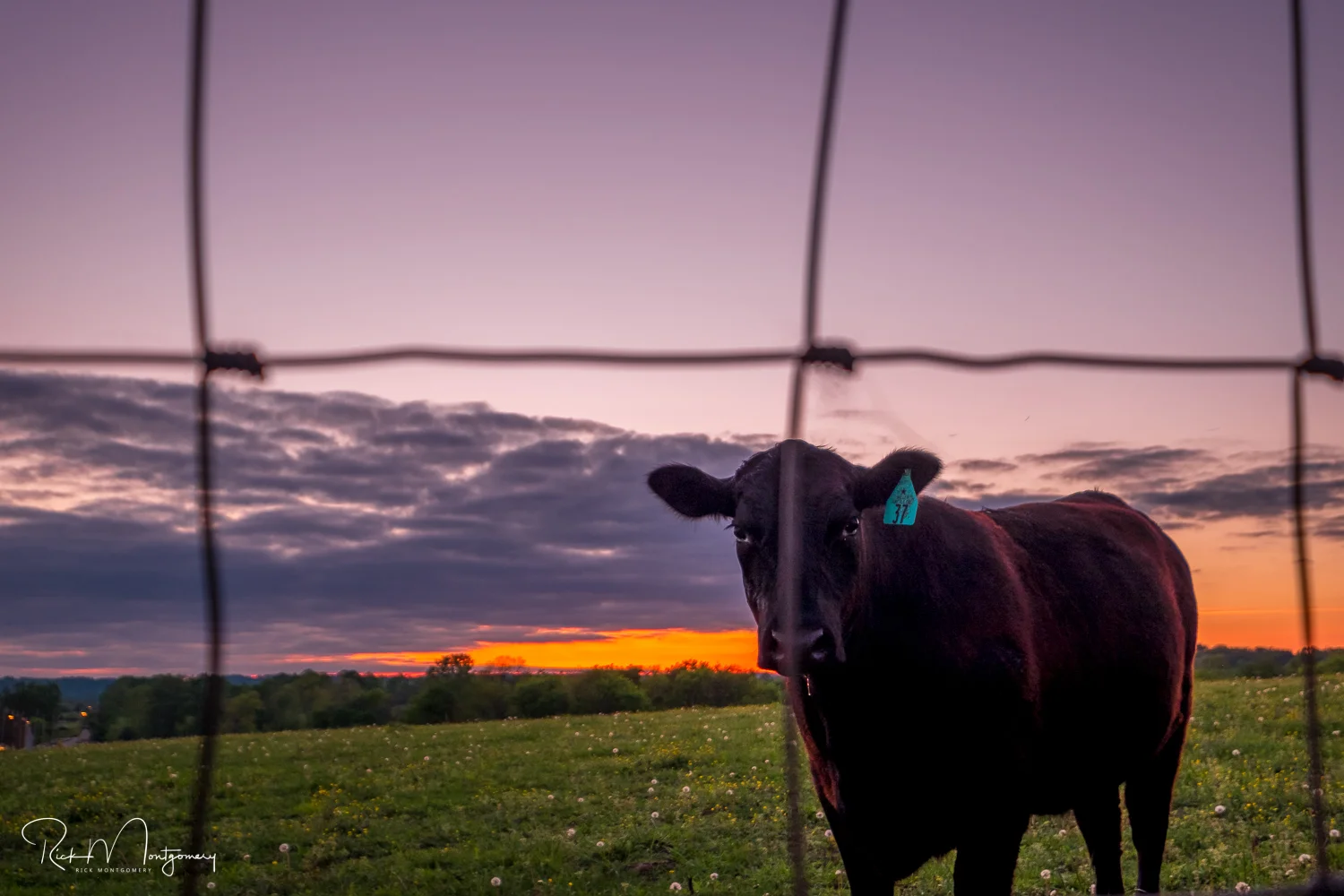 cow_sunset.jpg