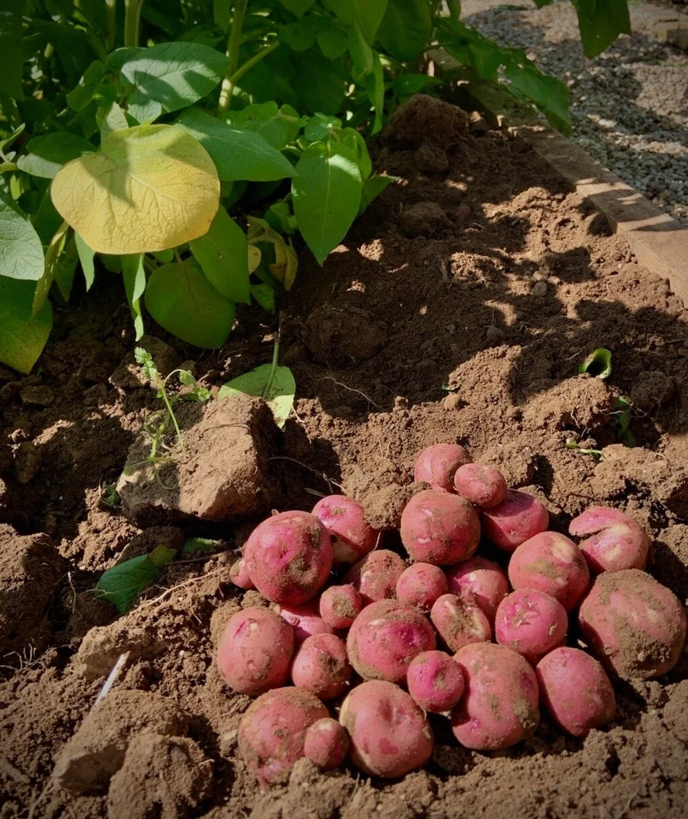 Just Dug New Potatoes