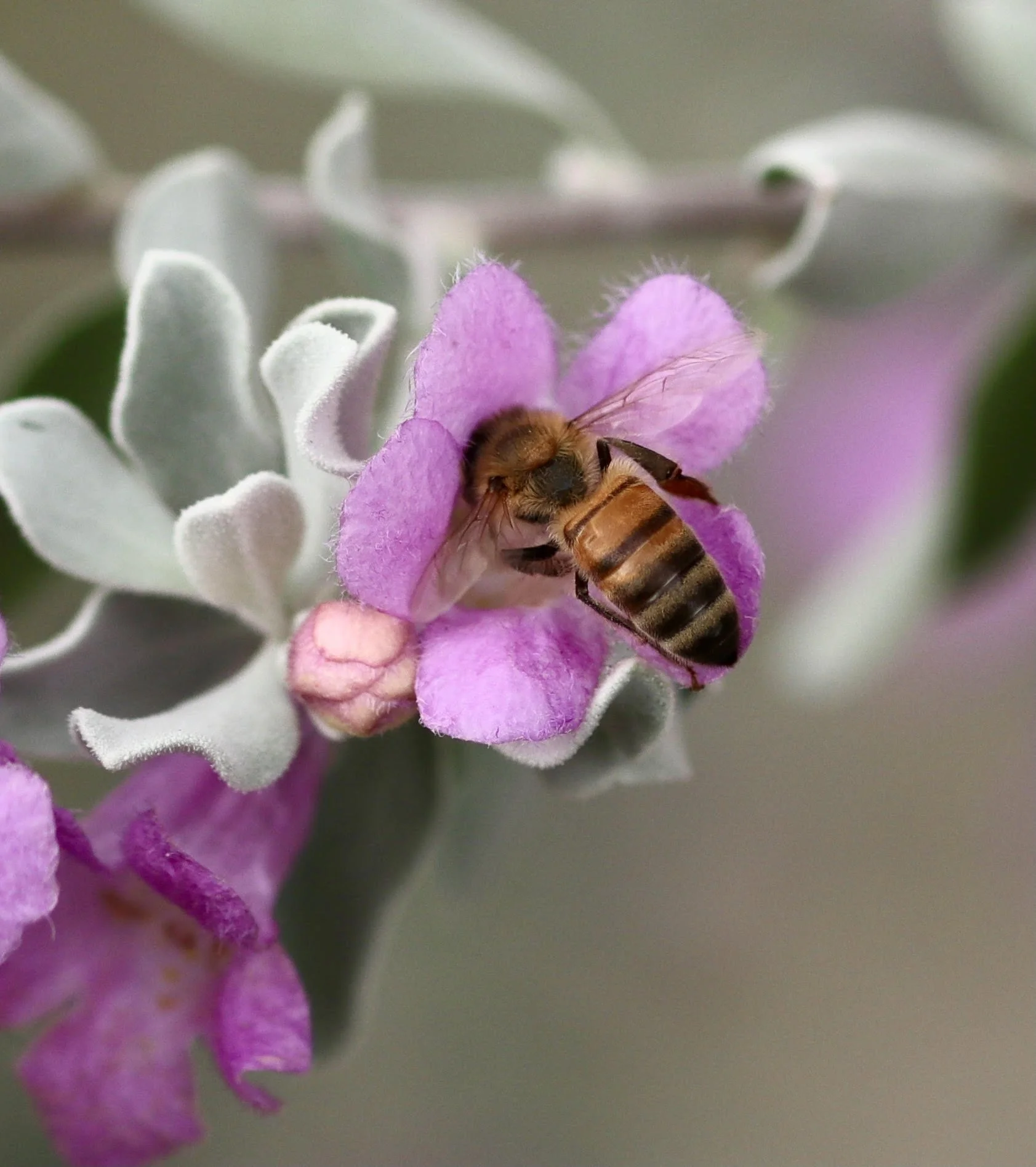 Texas Sage (Landscape Shrub)
