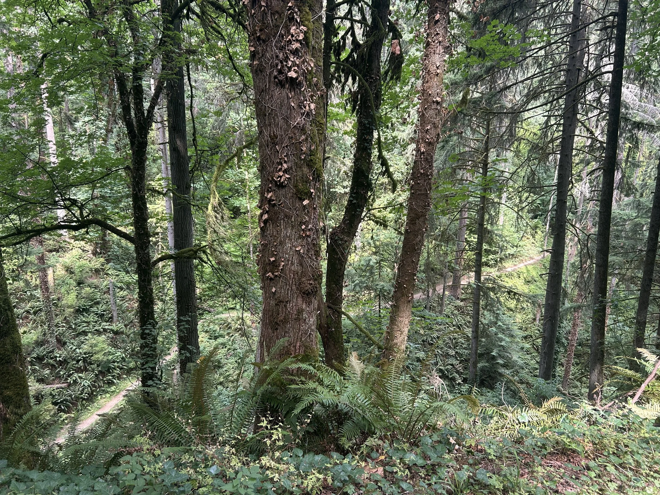 forest park trail.jpeg