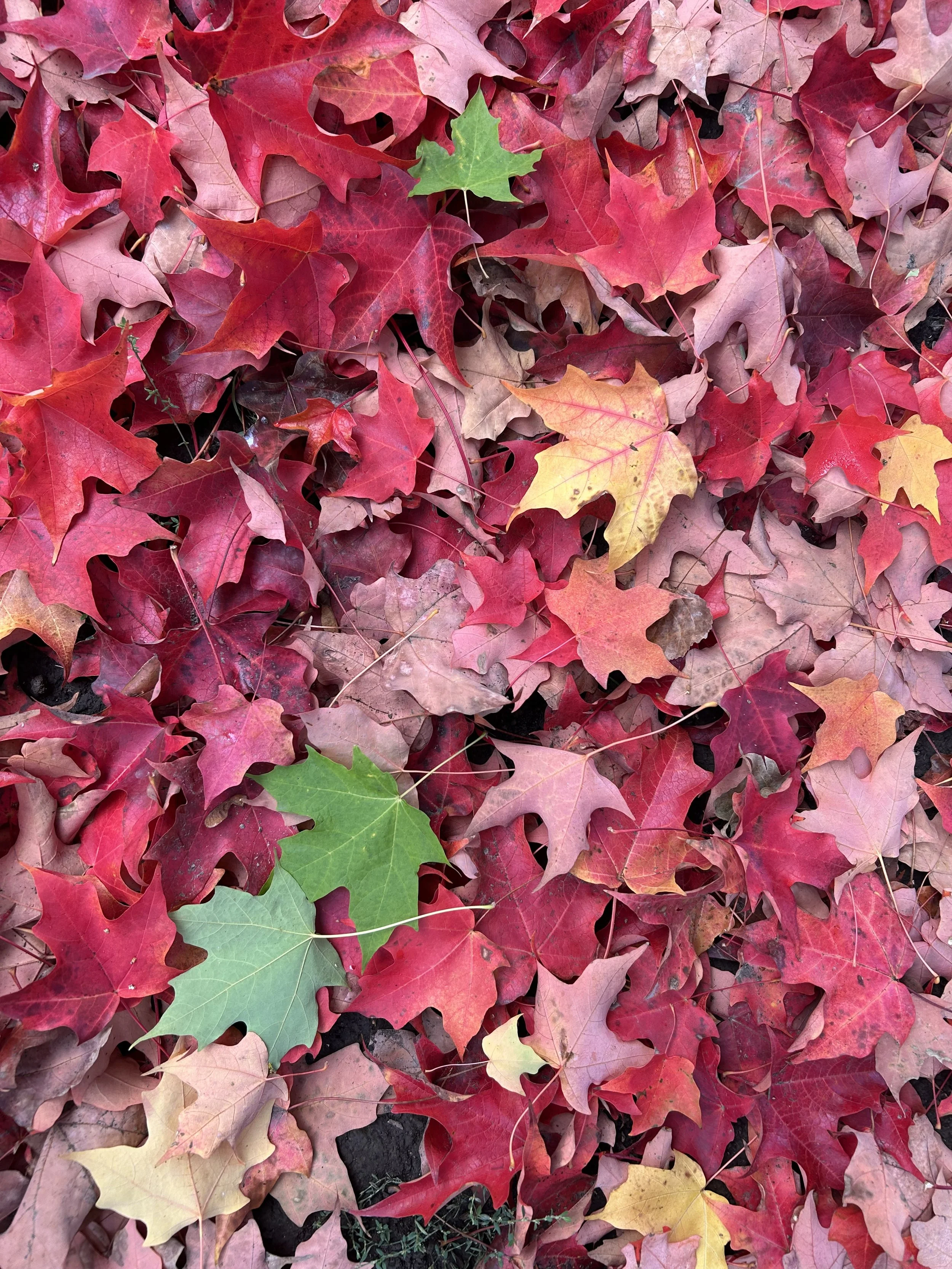 fall leaves red green.jpeg