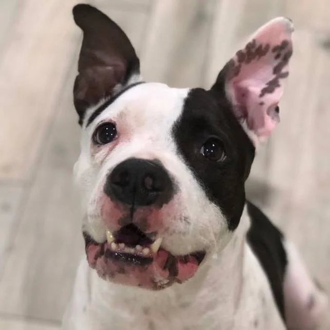 Maya