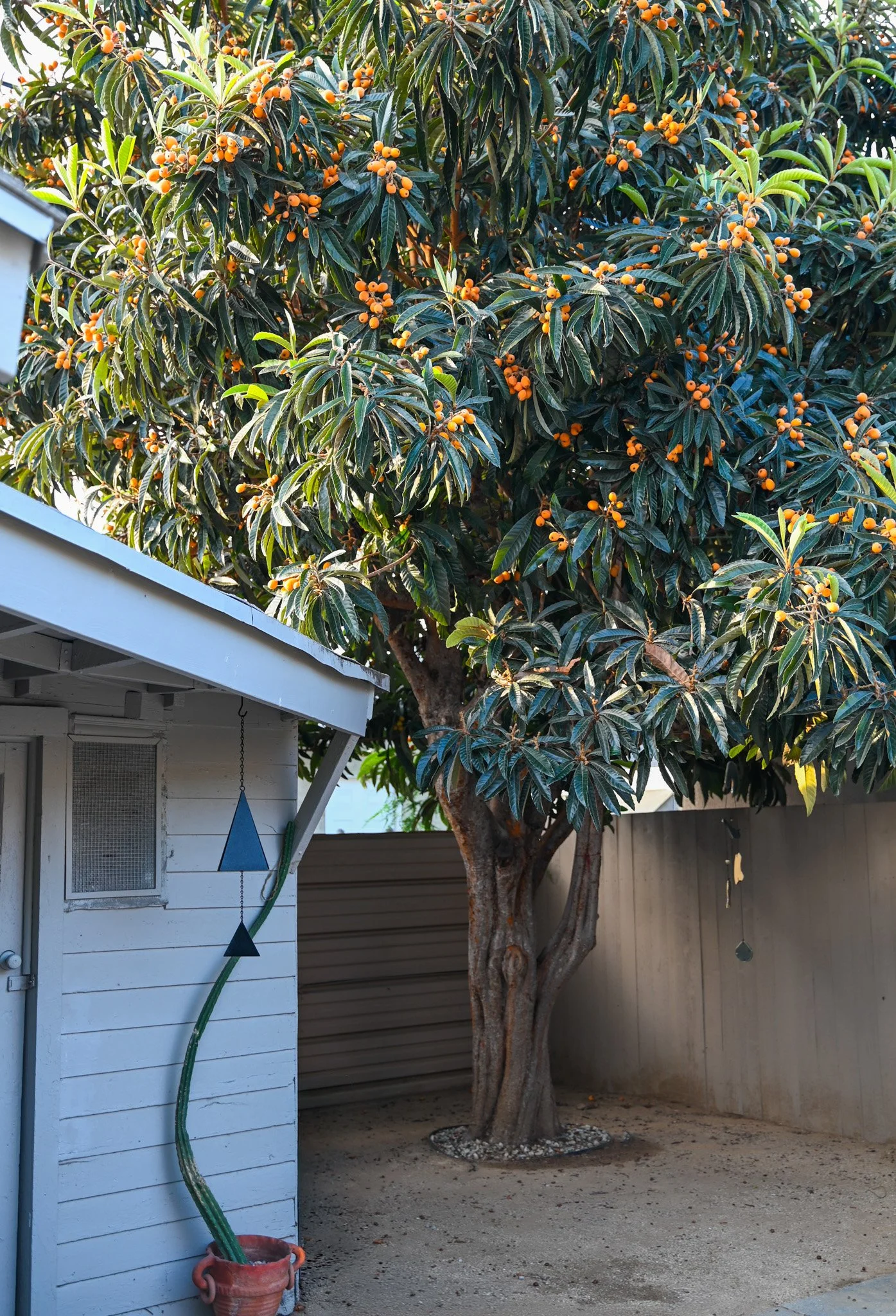loquat.jpg