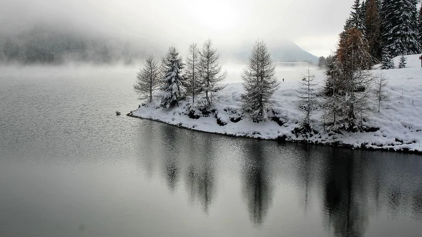 larch-2938586__480.jpg
