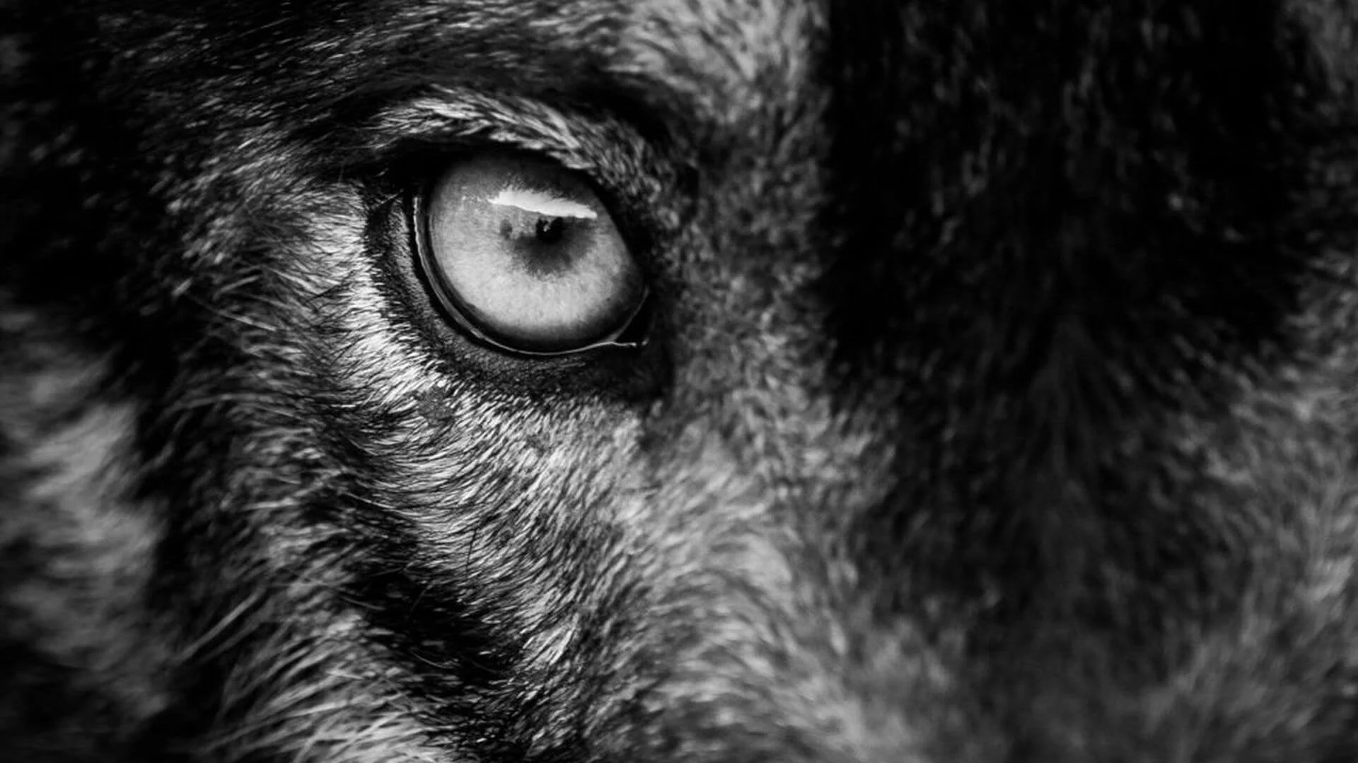 What is YOUR Spirit Animal