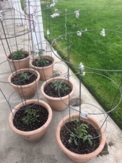 Vicki's tomato plants.jpg